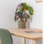 Apartment Maison Camelia Grand T2 - 1 *